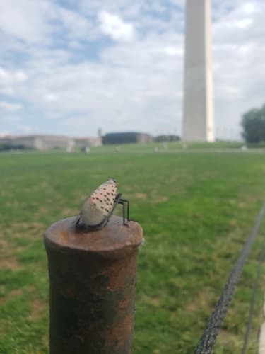 Spotted lanternfly: view 4 of the same individual