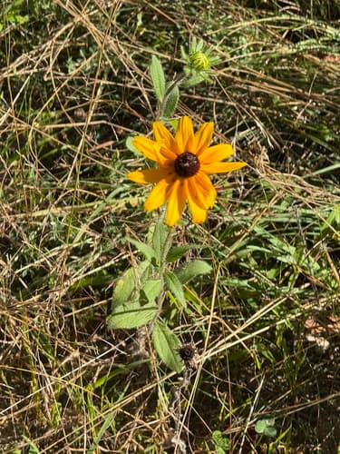Black-eyed Susan: view 1 of the same plant