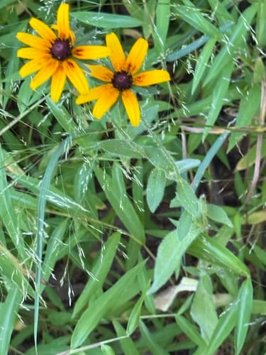 Black-eyed Susan: view 2 of the same plant