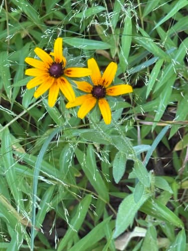 Black-eyed Susan: view 3 of the same plant