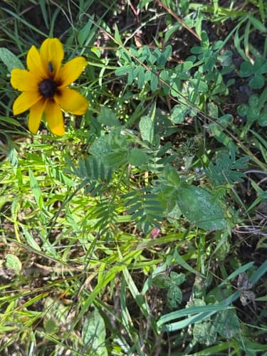 Black-eyed Susan: view 4 of the same plant