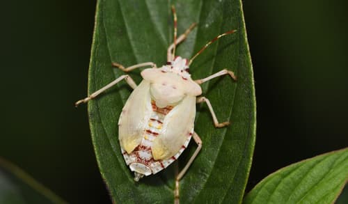 Brown marmorated stink bug: Adults