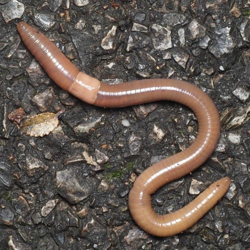 Jumping worms: Adults