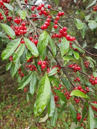 Autumn olive