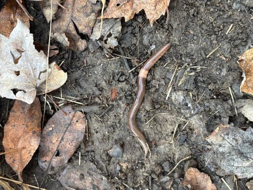 Jumping worms: view 1 of the same individual