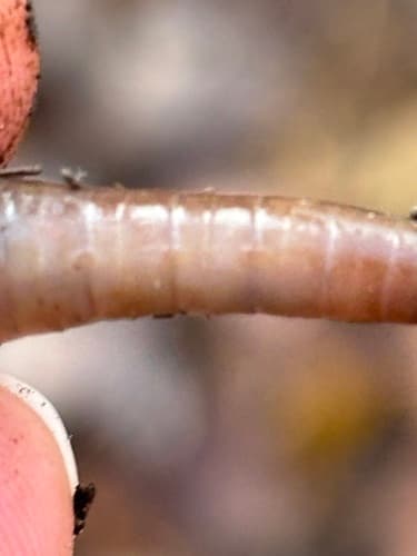 Jumping worms: view 2 of the same individual