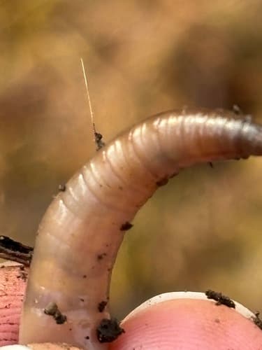 Jumping worms: view 3 of the same individual