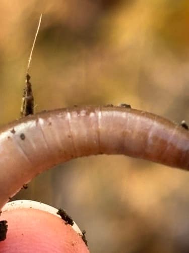 Jumping worms: view 4 of the same individual