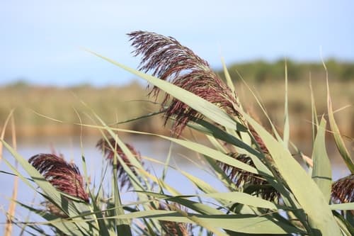 Common reed (non-native Phragmites)