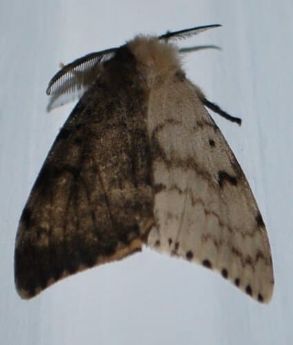 Spongy moth (formerly gypsy moth): Moths