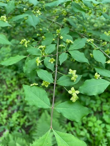 Burning bush (winged euonymus): view 1 of the same individual