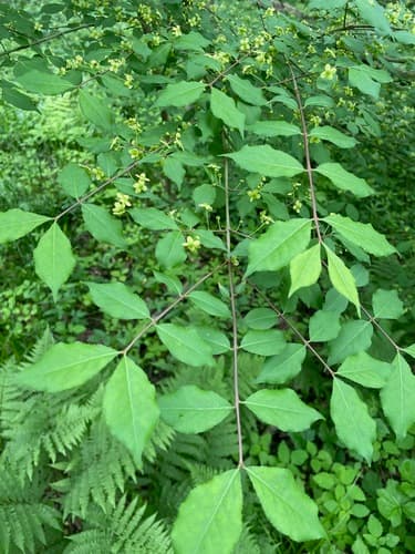 Burning bush (winged euonymus): view 4 of the same individual