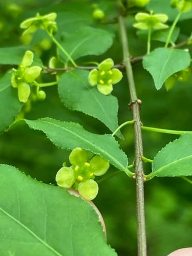Burning bush (winged euonymus): view 2 of the same individual