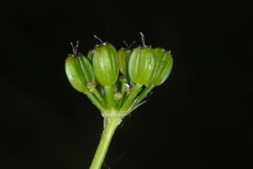 Golden Alexanders seed heads or pods