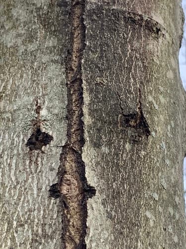 Asian longhorned beetle: view 2 of the same individual
