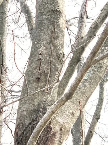 Asian longhorned beetle: view 4 of the same individual