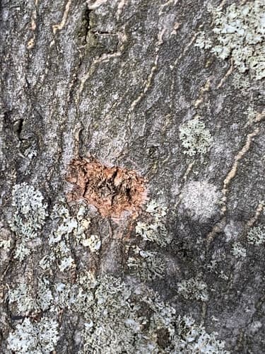 Asian longhorned beetle: view 3 of the same individual