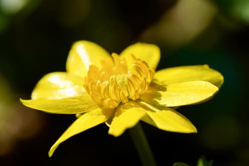 Lesser celandine