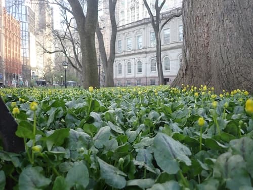 Lesser celandine: view 1 of the same individual