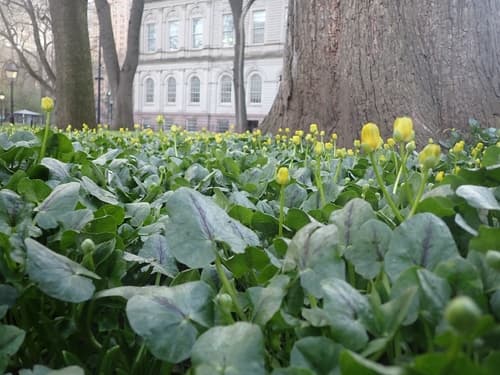Lesser celandine: view 2 of the same individual