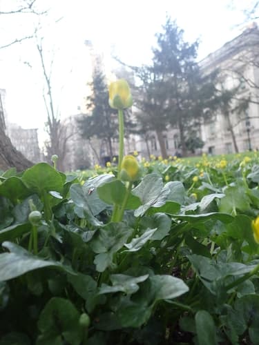 Lesser celandine: view 3 of the same individual