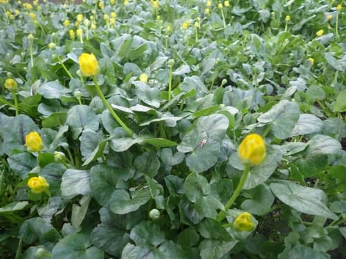 Lesser celandine: view 4 of the same individual