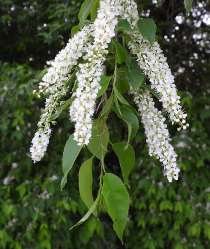 Black cherry: view 1 of the same plant