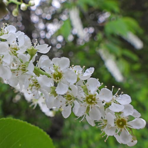 Black cherry: view 2 of the same plant