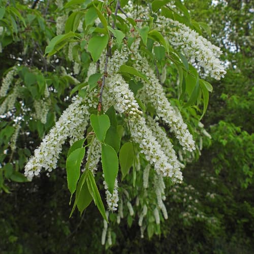 Black cherry: view 3 of the same plant