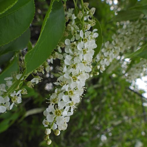Black cherry: view 4 of the same plant