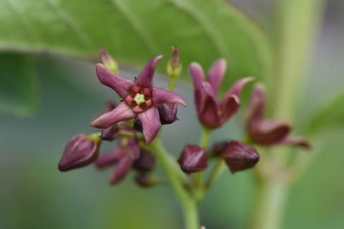 Pale swallow-wort