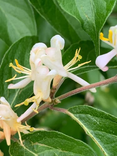 Bush honeysuckles (Amur, Morrow's, Tatarian): view 3 of the same individual
