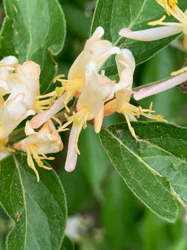Bush honeysuckles (Amur, Morrow's, Tatarian): view 2 of the same individual