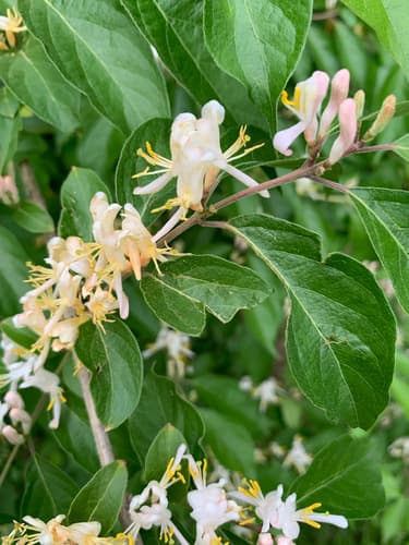 Bush honeysuckles (Amur, Morrow's, Tatarian): view 4 of the same individual