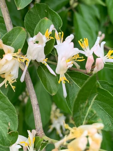 Bush honeysuckles (Amur, Morrow's, Tatarian): view 1 of the same individual