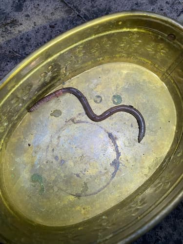 Jumping worms: Small worms