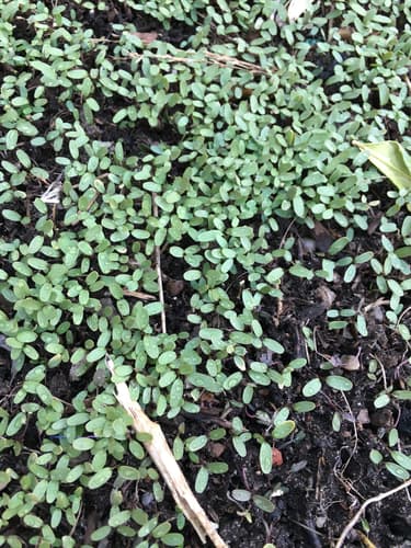 Garlic mustard: Rosettes