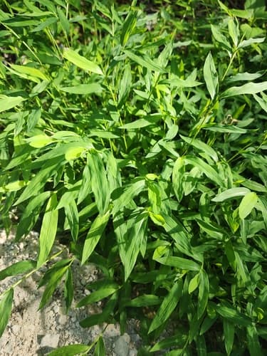 Japanese stiltgrass: Seedlings