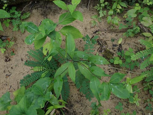 Eastern bluestar seed heads or pods