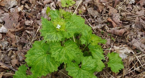 Garlic mustard: Flowering