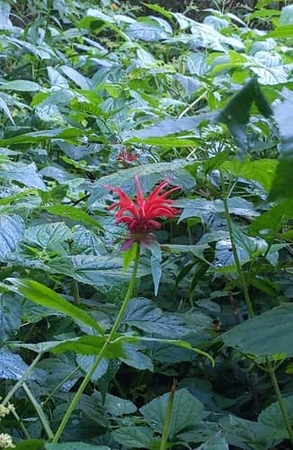 Scarlet bee balm in bloom