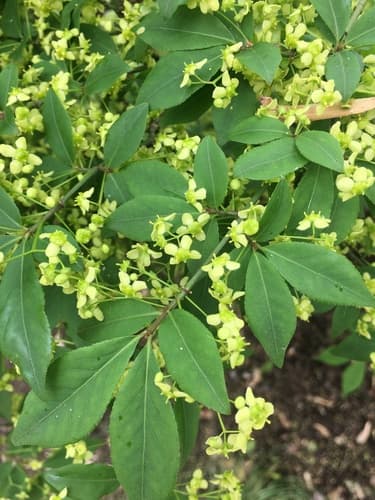 Burning bush (winged euonymus)