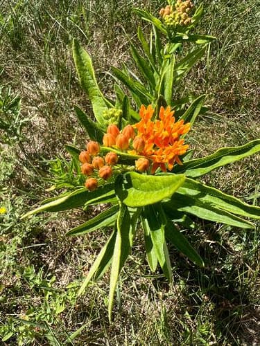 Butterfly weed in bloom