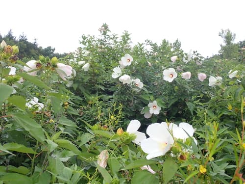 Swamp rose mallow: view 1 of the same plant