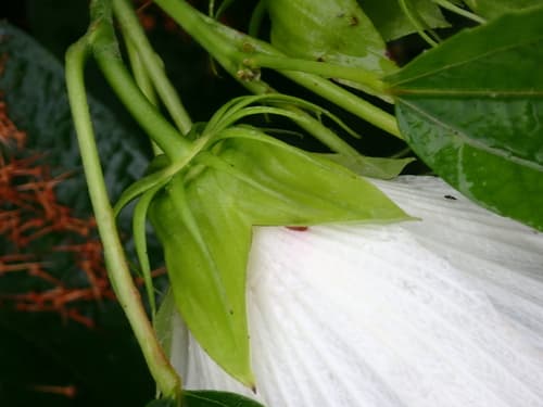 Swamp rose mallow: view 4 of the same plant