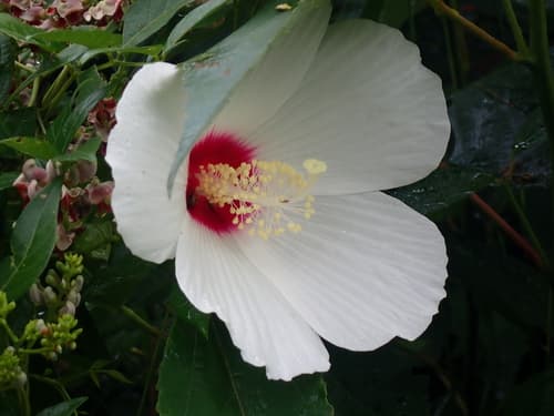 Swamp rose mallow: view 2 of the same plant