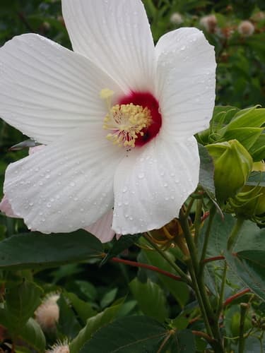 Swamp rose mallow: view 3 of the same plant