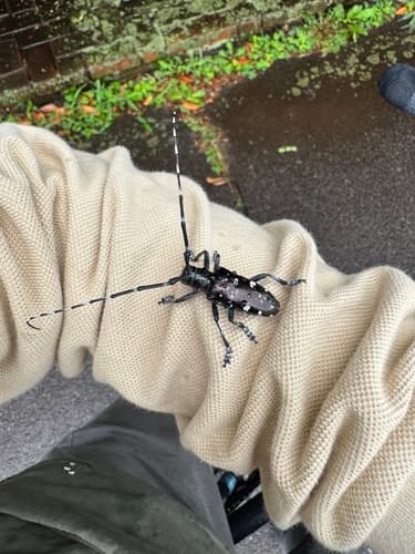 Asian longhorned beetle: Adult beetles