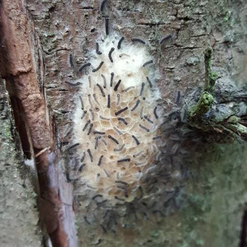 Identify this