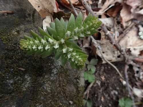 Woodland stonecrop in bloom